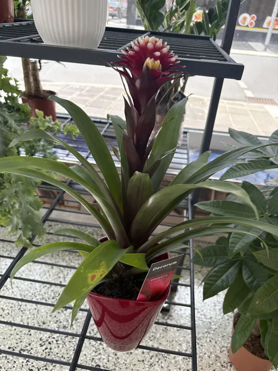 Bromelie mit roter Blüte